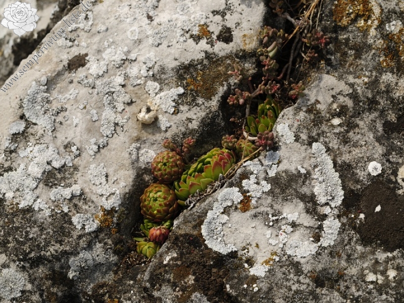globiferum ssp. globiferum from Koněprusy, Zlatý kůň