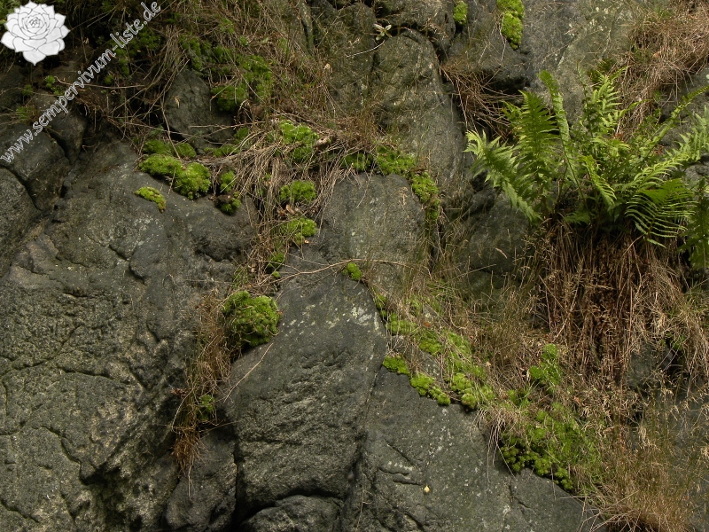 globiferum ssp. globiferum from Bečov nad Teplou, Burg