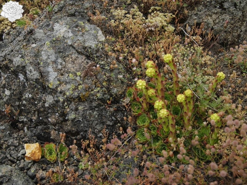 heuffelii from Sattel zwischen Sokolov vis und Veliki krš