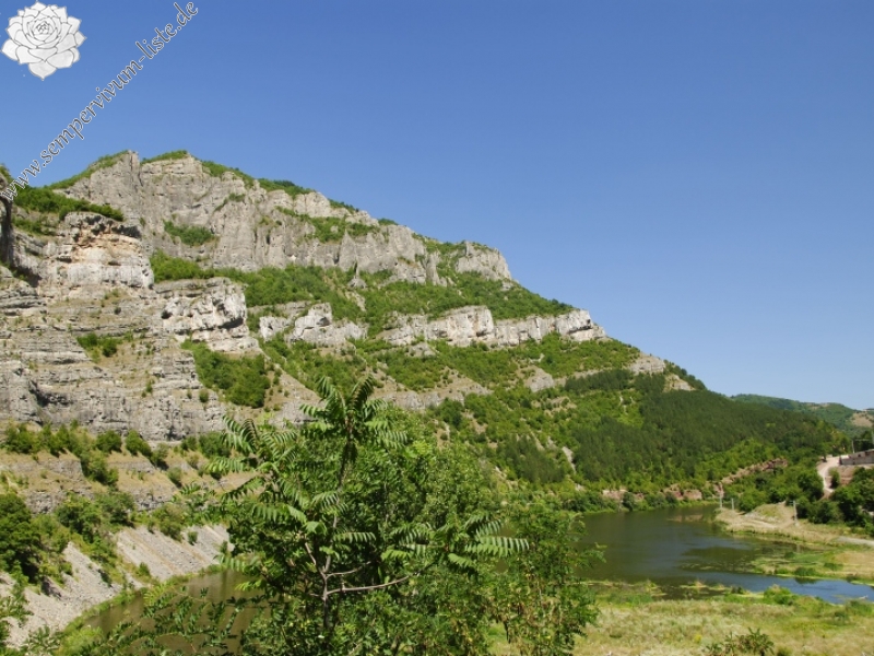 heuffelii from Opletnya, W