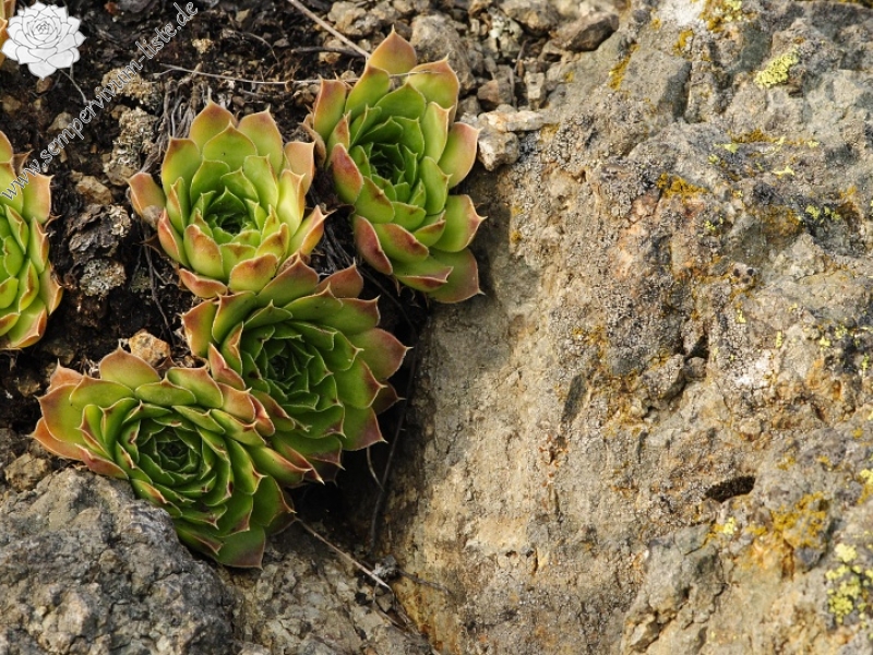 heuffelii from Sokolov vis