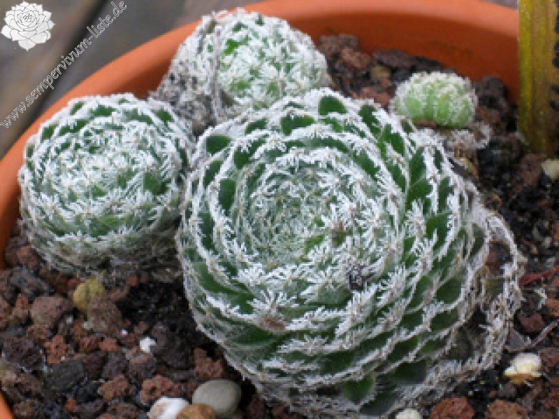 ciliosum ssp. octopodes from Mali Hat