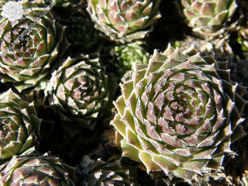 fauconnetii (x fontanae)