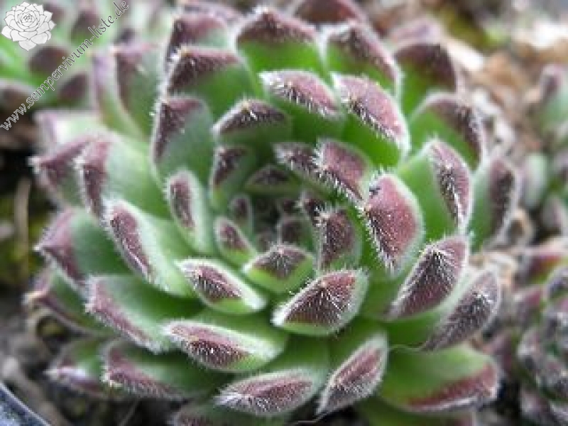 leucanthum from Pastra