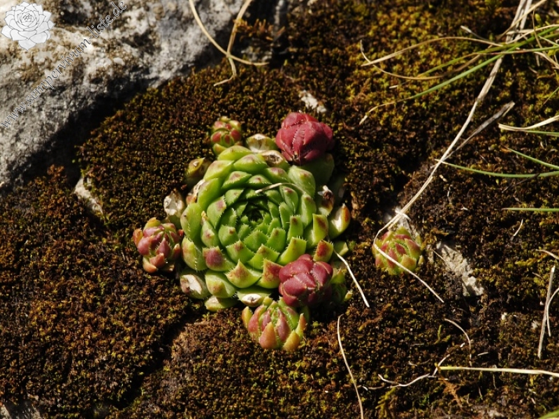 globiferum ssp. hirtum from Hornád, Kehle