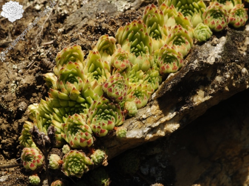 leucanthum from Pastra 710m