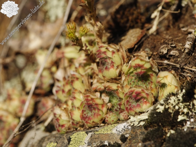 leucanthum from Abhang oberhalb Bačkova Češma