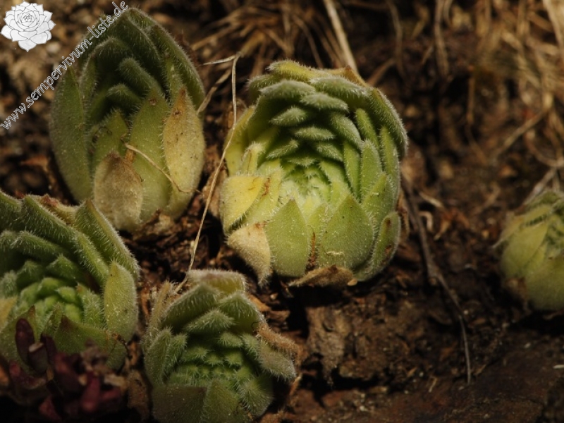 leucanthum x S. marm. ssp. erythraeum from Abhang ob. Bačkova Češma