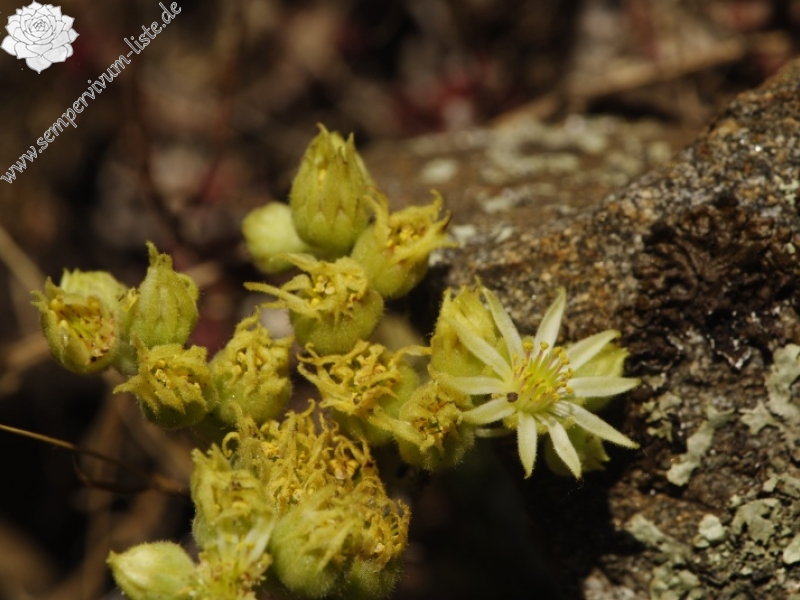 leucanthum from Pastra 710m