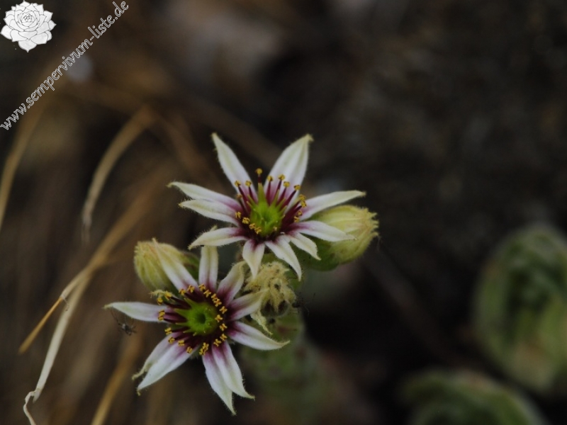 leucanthum x S. marm. ssp. erythraeum from Abhang ob. Bačkova Češma