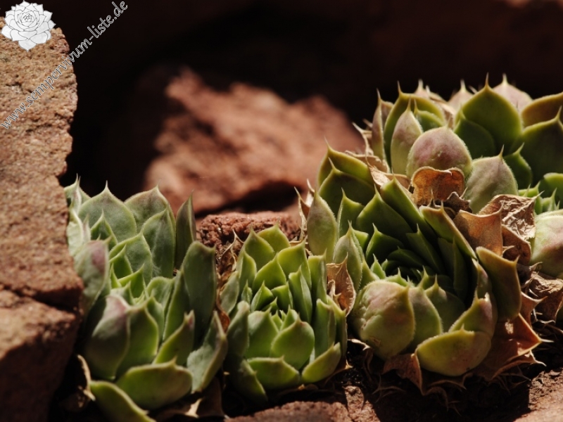 heuffelii from Opletnya, W