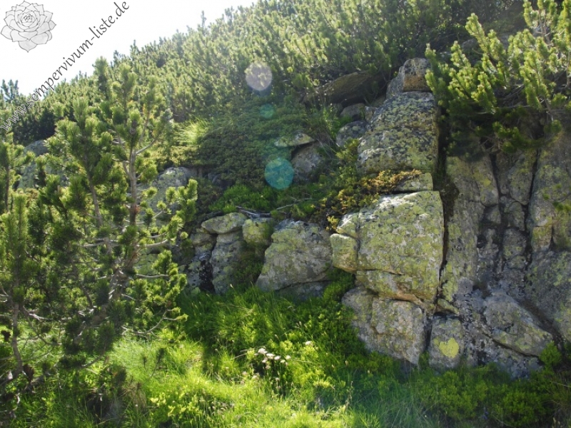 heuffelii from Musala, nahe der Hütte