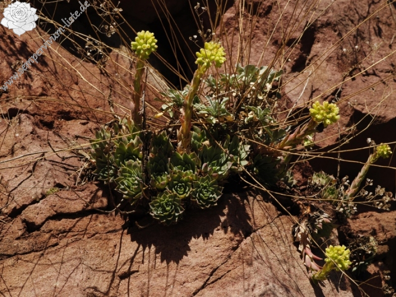 heuffelii from Opletnya, W