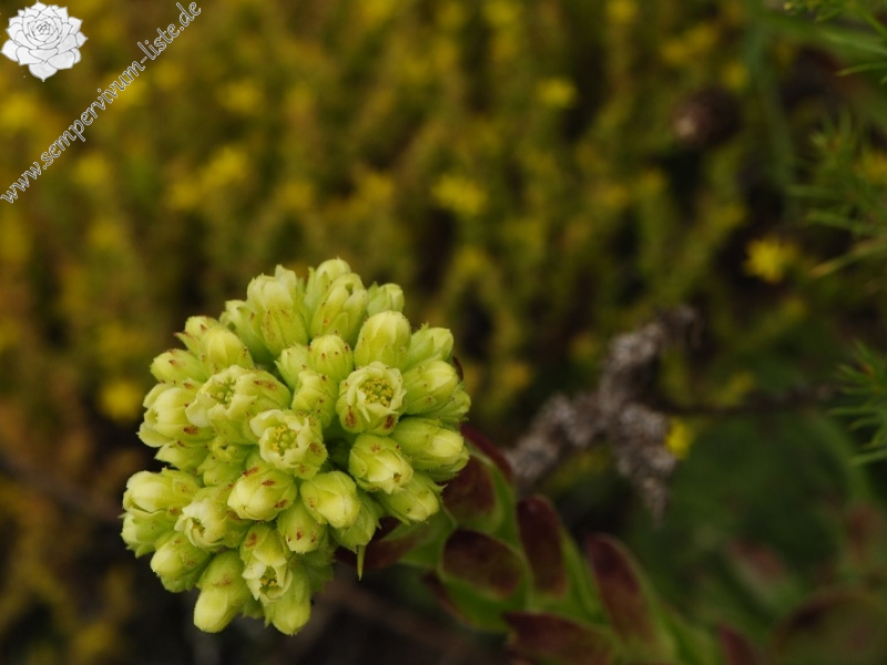 heuffelii from Sokolov vis