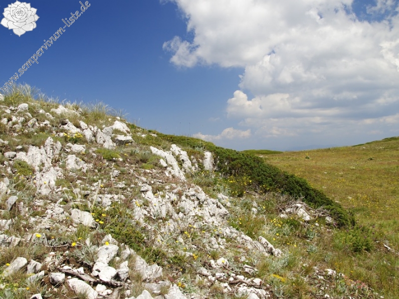 ciliosum ssp. ciliosum (galicicum) from Magaro, NO Abhang