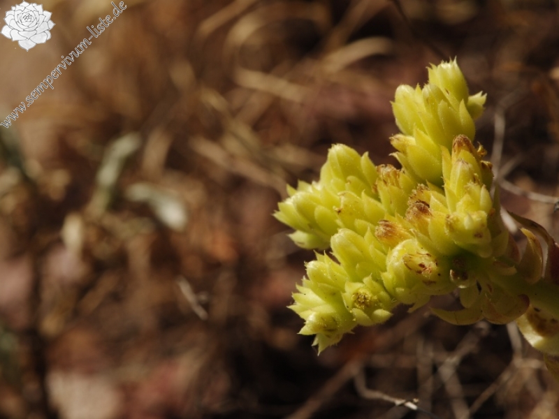 heuffelii from Opletnya, W