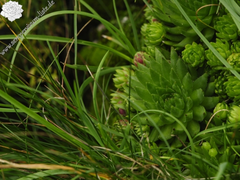 globiferum ssp. hirtum (preissianum) from Veľký Rozsutec