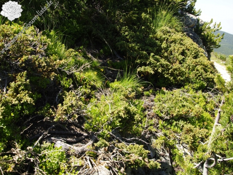 heuffelii from Musala, nahe der Hütte