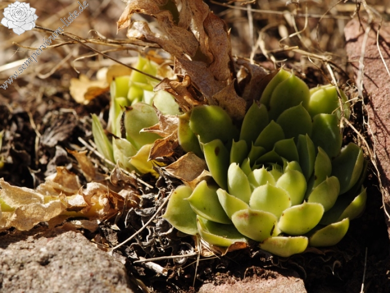 heuffelii from Opletnya, W