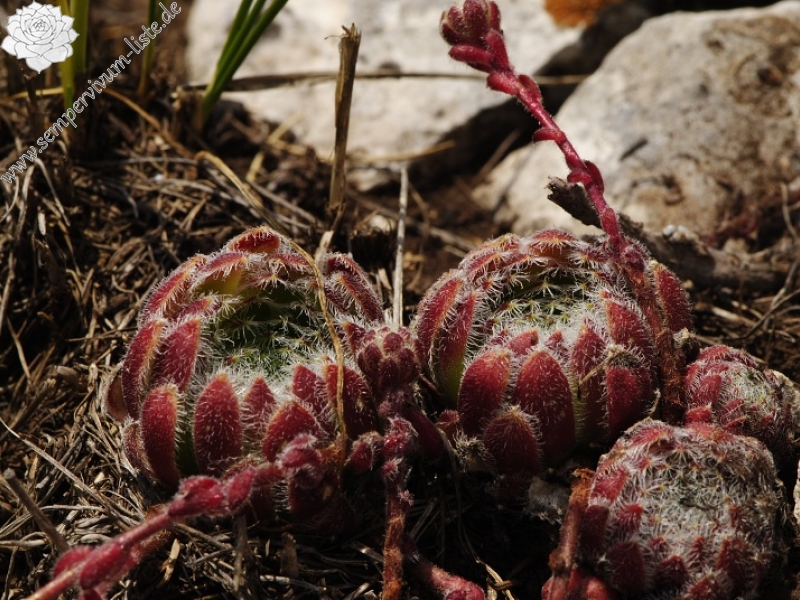 ciliosum ssp. ciliosum (galicicum) from Magaro, NO Abhang