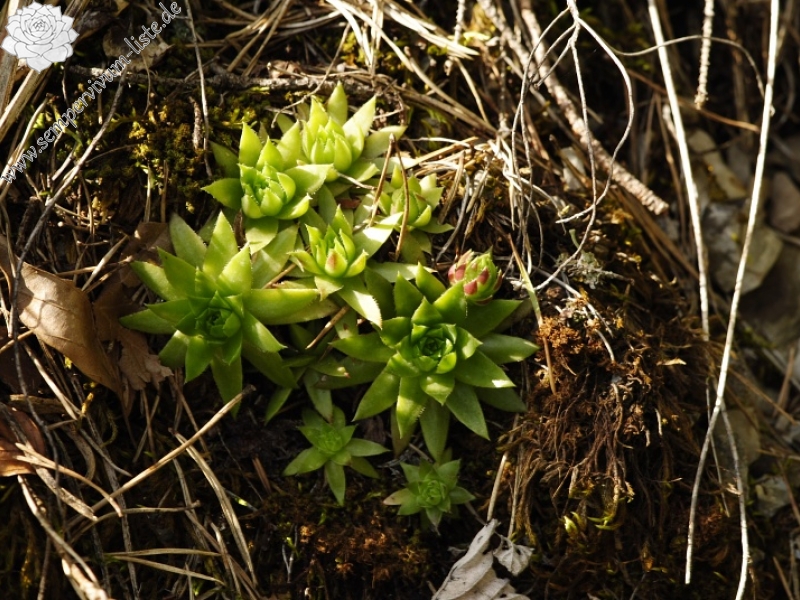 globiferum ssp. hirtum from Podlesok, Okrúhly vrch