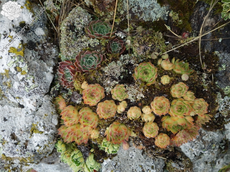 heuffelii from Pliješ Mt
