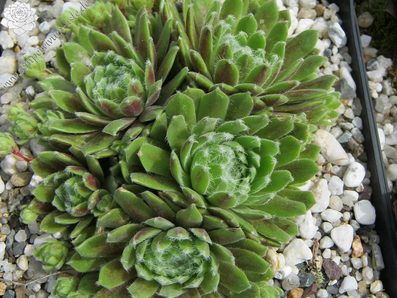 Katopia