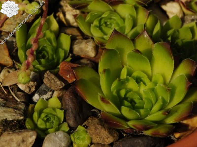 heuffelii from Stiv, nördl. Abhang