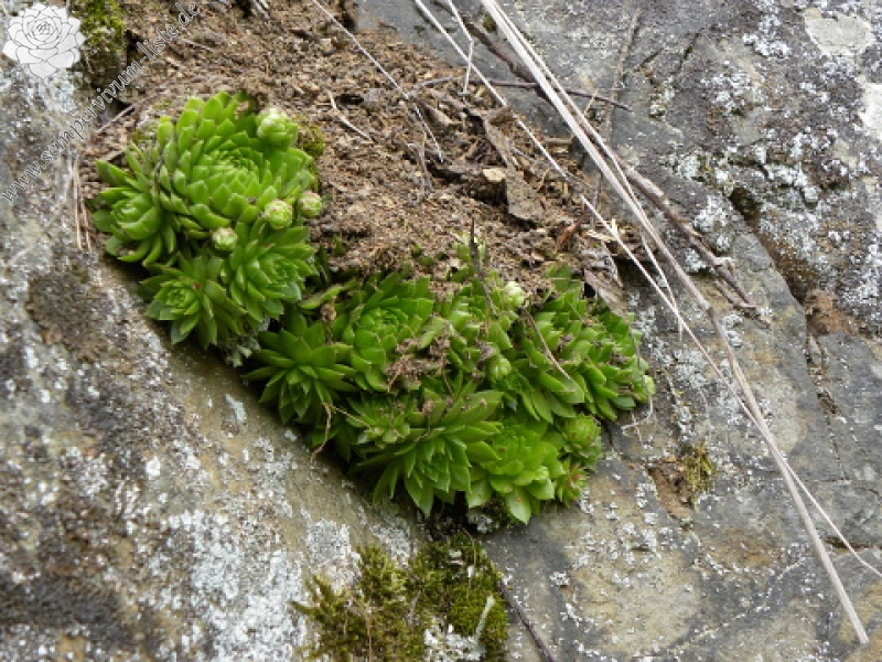 globiferum ssp. globiferum from Špičák bei Mezí