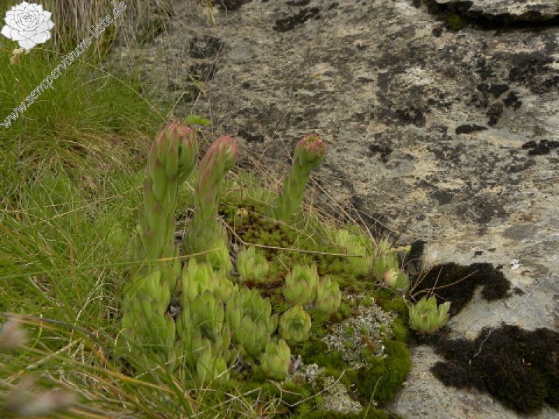 kosaninii from Valušnica (unten)