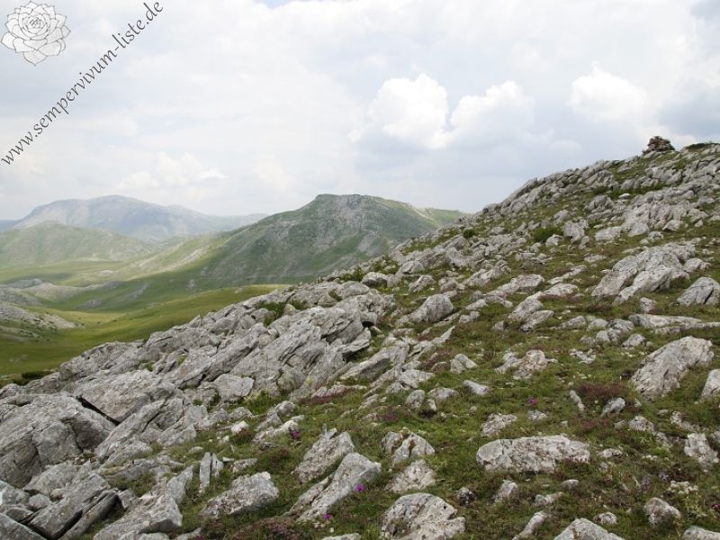 heuffelii from Smrdlivi virovi, SO