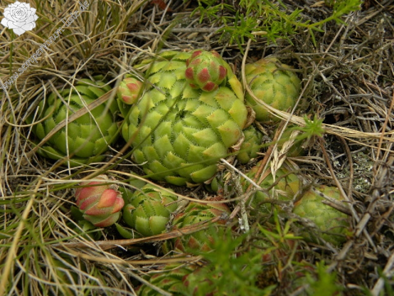 globiferum ssp. globiferum from Křížky