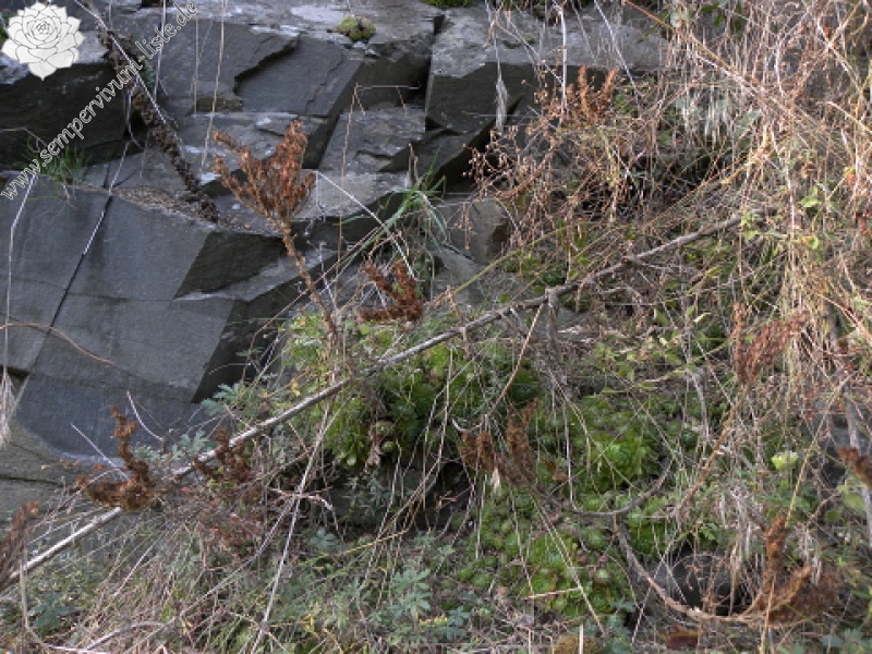 globiferum ssp. globiferum from Libštejn