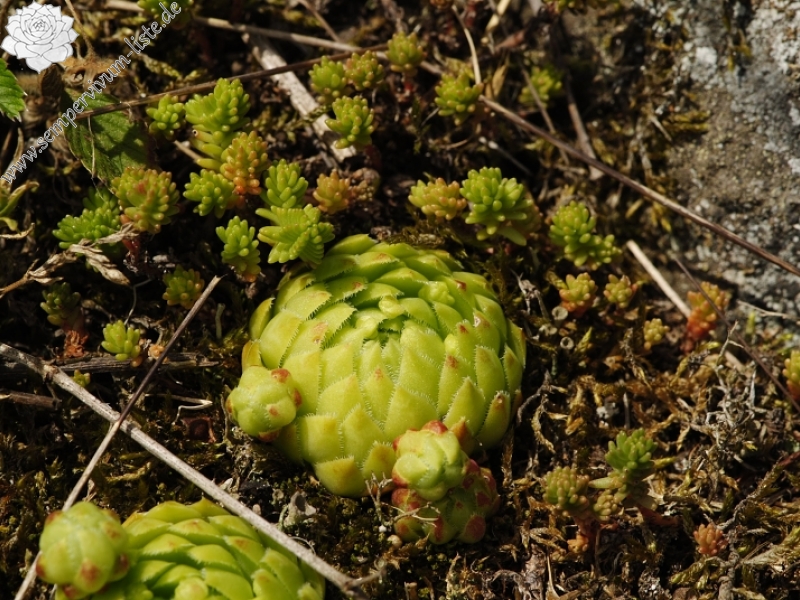 globiferum ssp. globiferum from Podštěly, Jezerský vrch