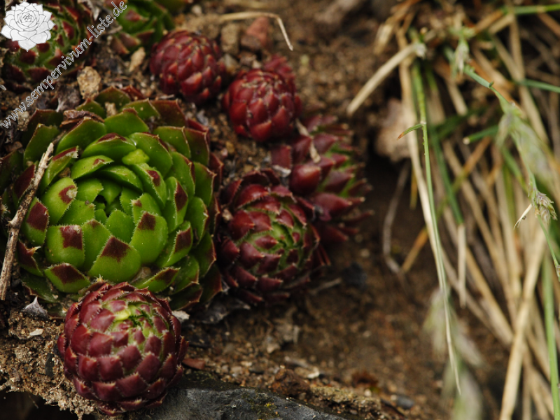 globiferum ssp. globiferum from Týřov