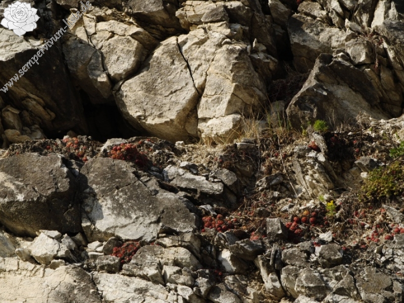 globiferum ssp. globiferum from Hejná, Radvanka