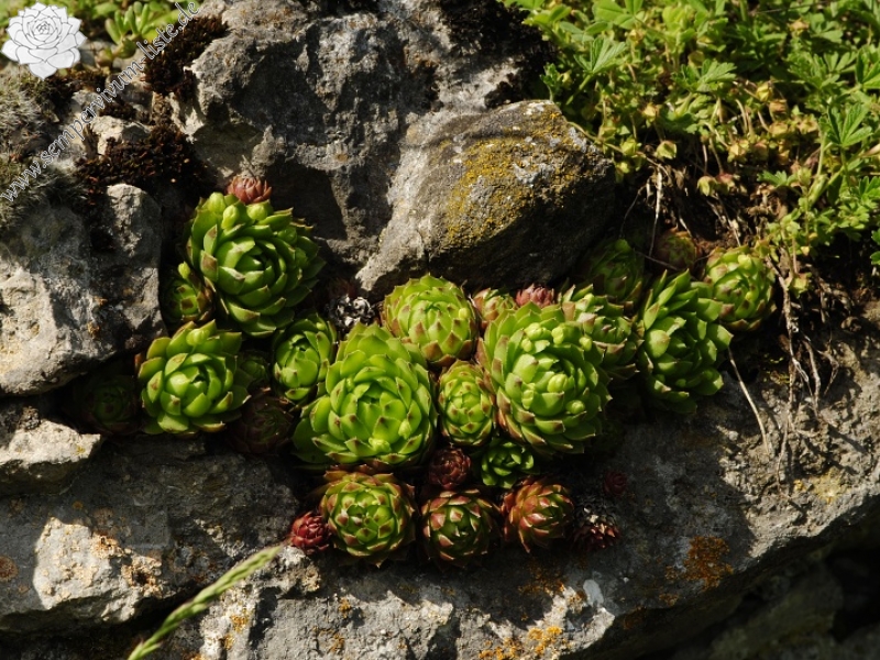 globiferum ssp. globiferum from Koda