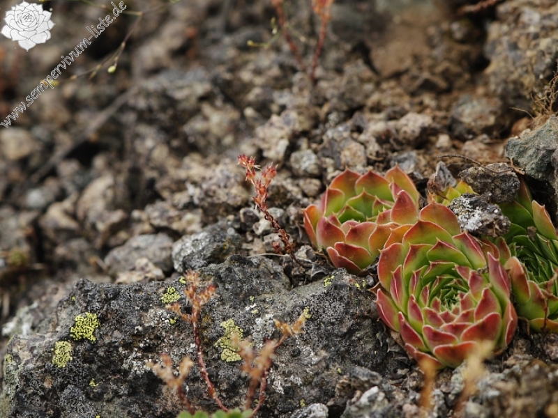 heuffelii from Sattel zwischen Sokolov vis und Veliki krš