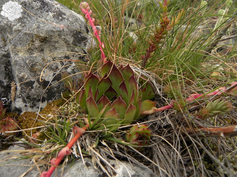 marmoreum from Ražana glava