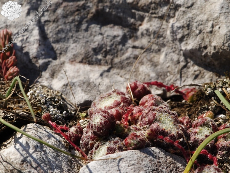ciliosum ssp. ciliosum (galicicum) from Tepeno, östl. Abhang