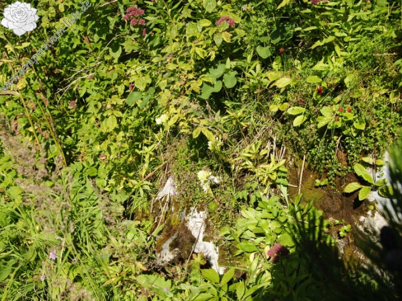 globiferum ssp. hirtum (preissianum) from Tomanova dolina