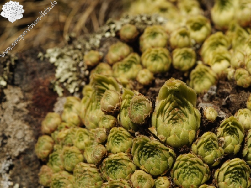 leucanthum x S. marm. ssp. erythraeum from Abhang ob. Bačkova Češma
