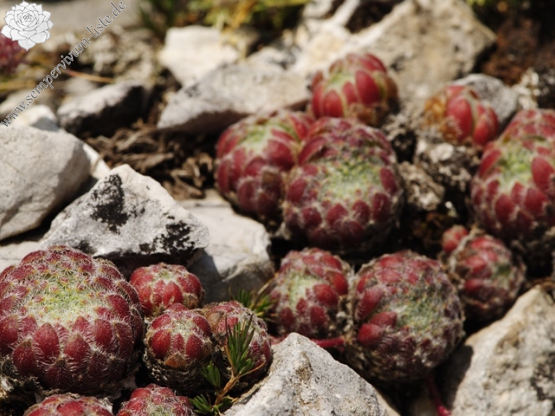 ciliosum ssp. ciliosum (galicicum) from Magaro, NO Abhang