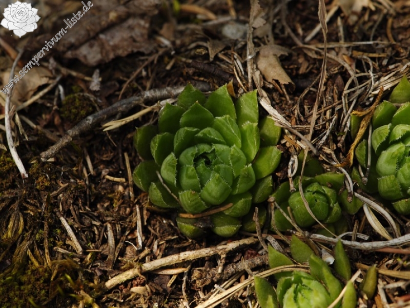 globiferum ssp. hirtum from Podlesok, Okrúhly vrch