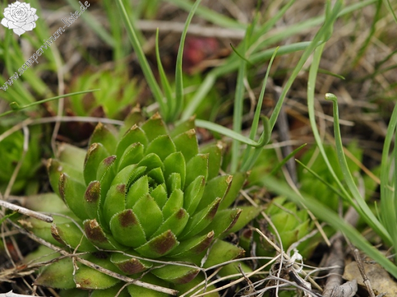 globiferum ssp. hirtum (preissianum) from Veľký Grič