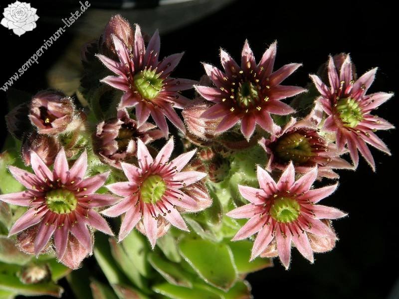 fauconnetii (x fontanae)