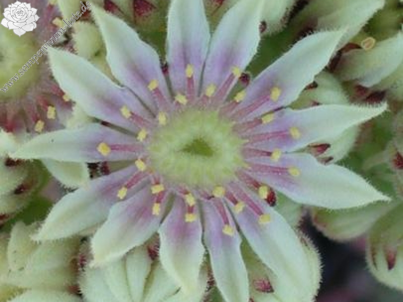 sp. from Nemrut Dagh