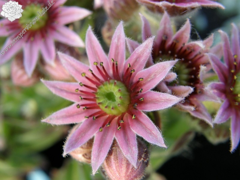 fauconnetii (x fontanae)