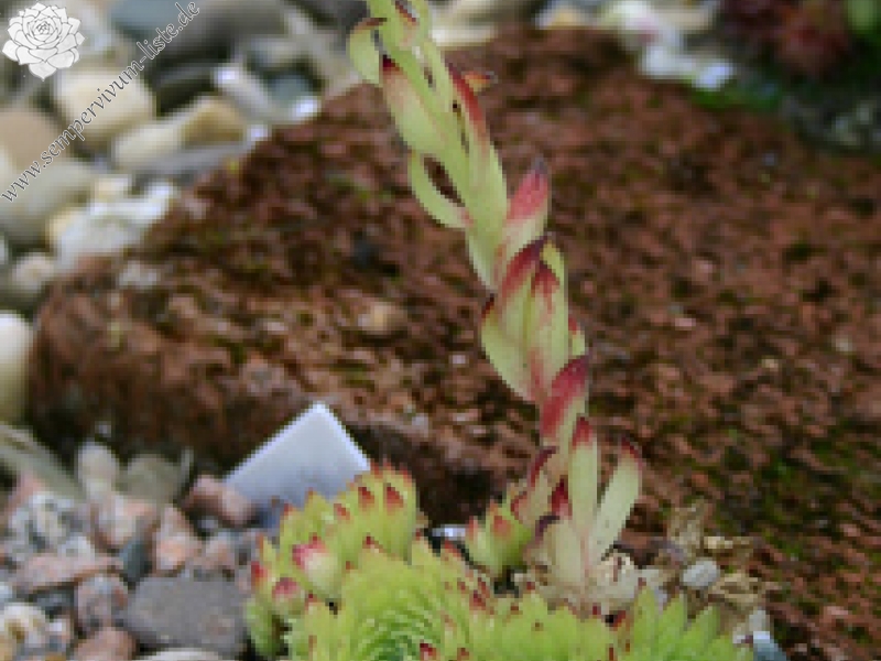 leucanthum
