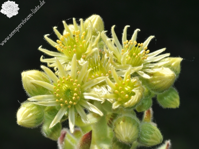 ciliosum ssp. ciliosum (borisii)